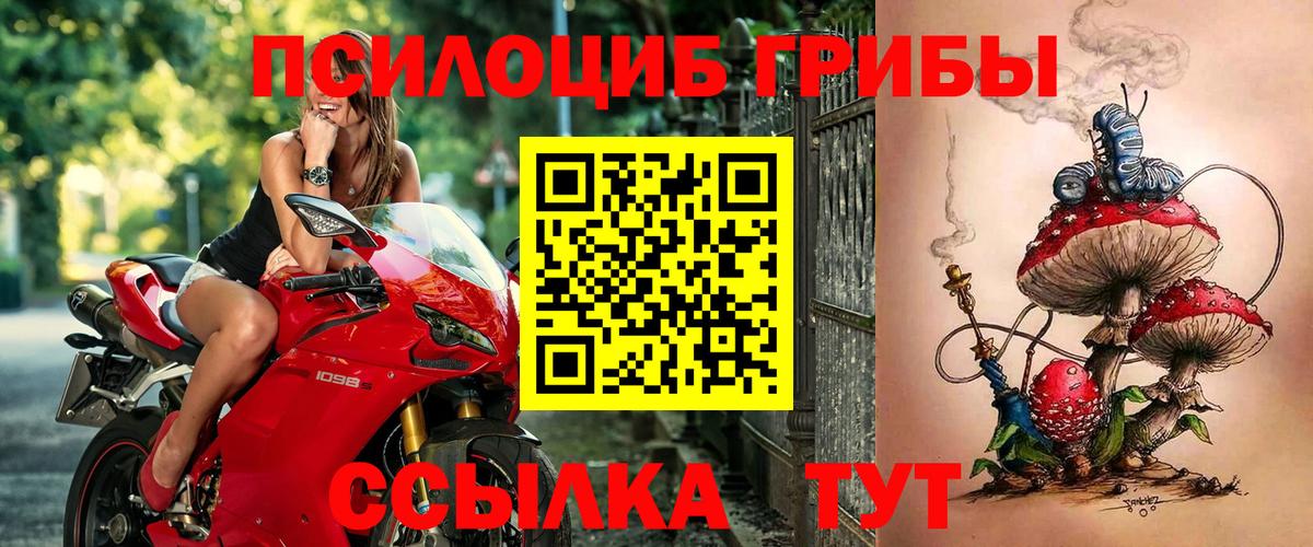 Псилоцибиновые грибы Psilocybine cubensis Заводоуковск